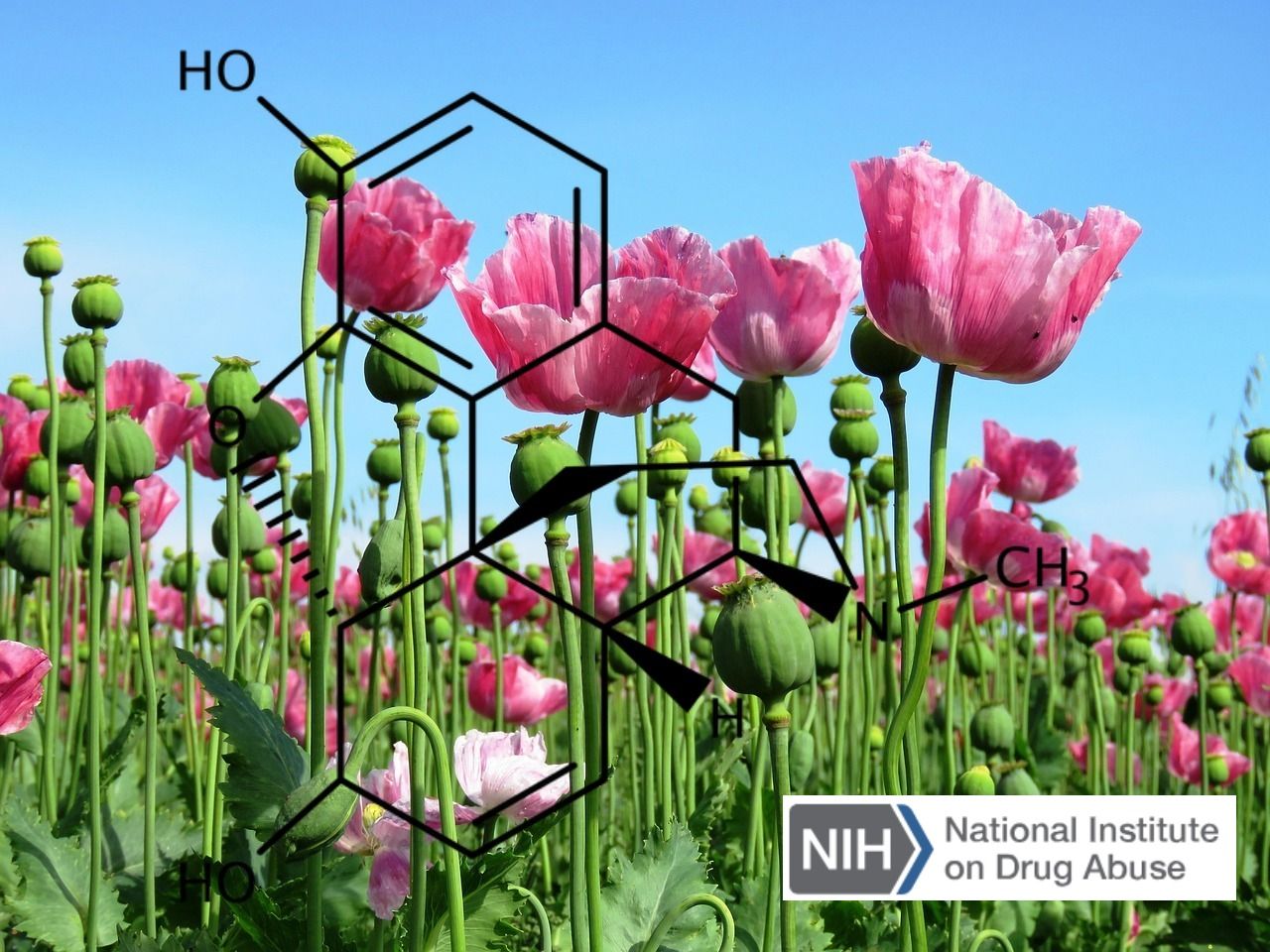 Naloxone Drug Facts