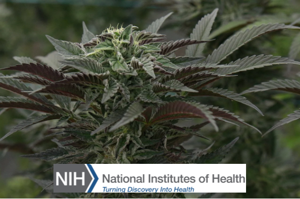 Delta-8-THC Use Reported by 11% of 12th Graders