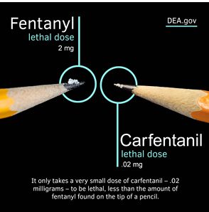 Carfentanil: A Synthetic Opioid Unlike Any Other - DEA