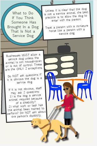 What to Do If You Think Someone Has Brought in a Dog That Is Not a Service Dog