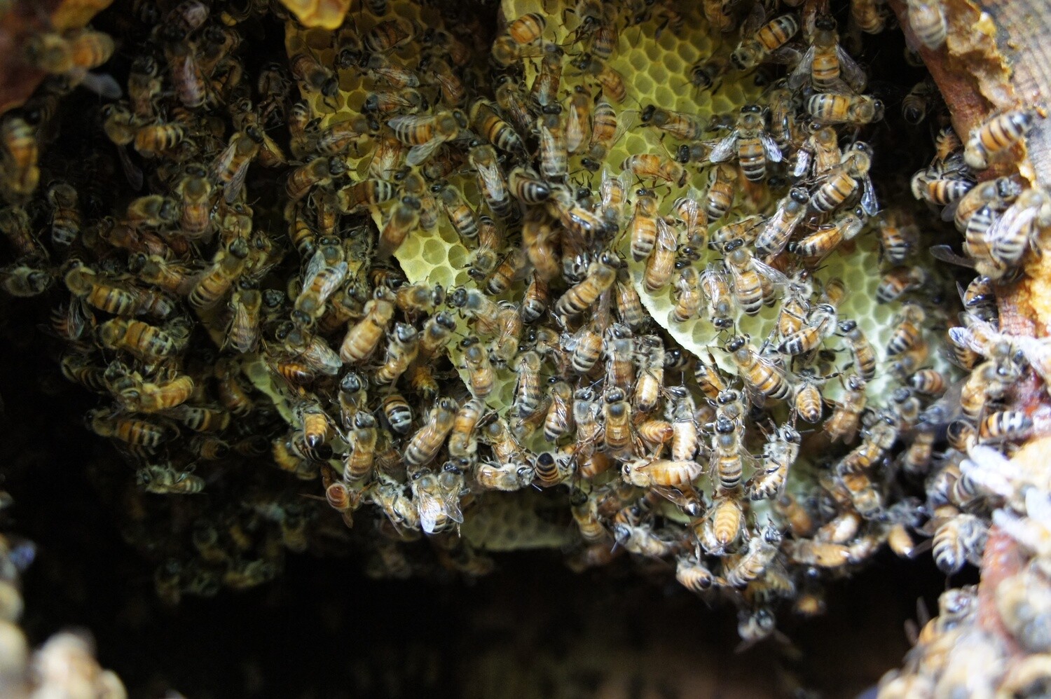 The History of Beekeeping (May)