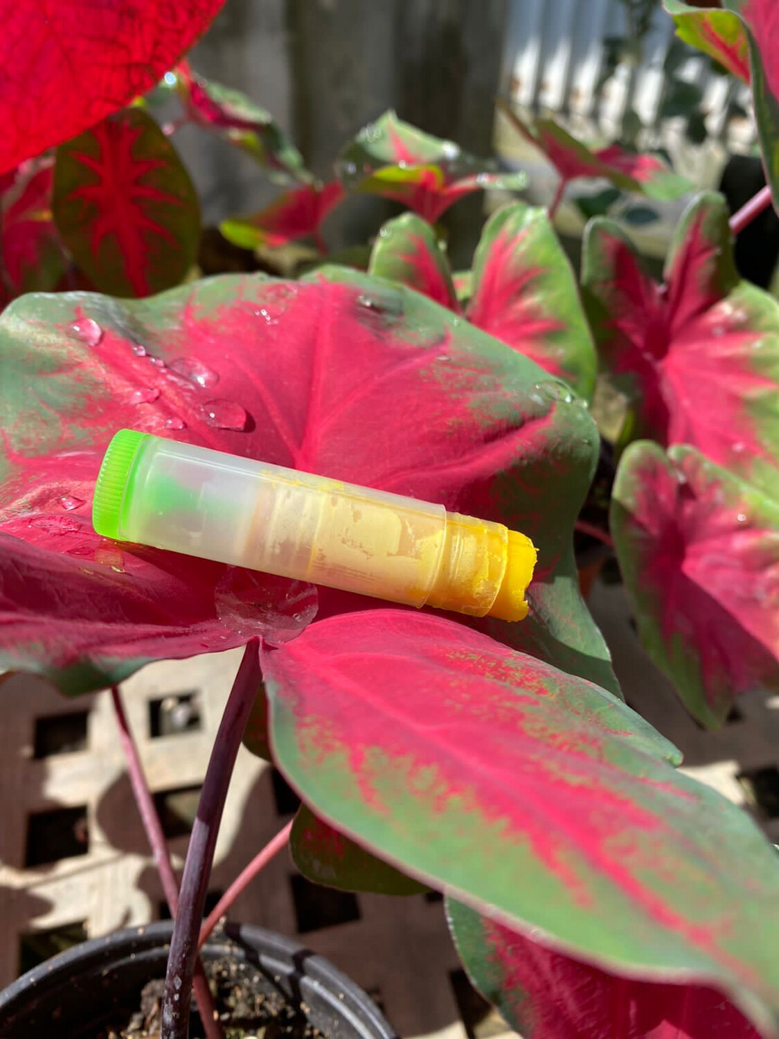 Hydrating Tumeric Lip Balm