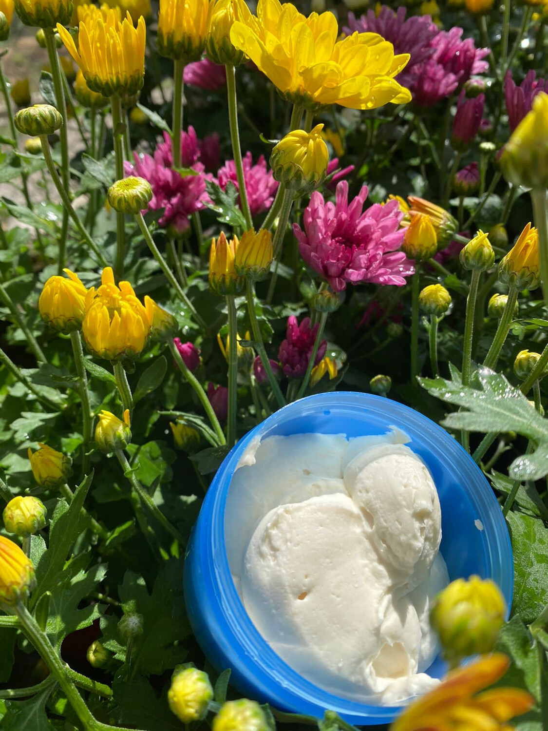 Whipped Coco Shea Body Butter (8oz)