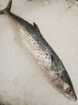 Spanish Mackerel