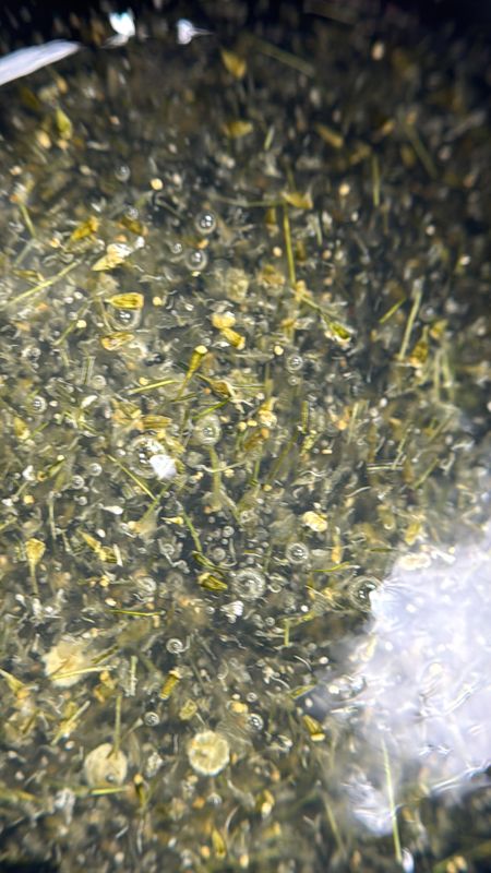 Glass Garden Builder Gel #1