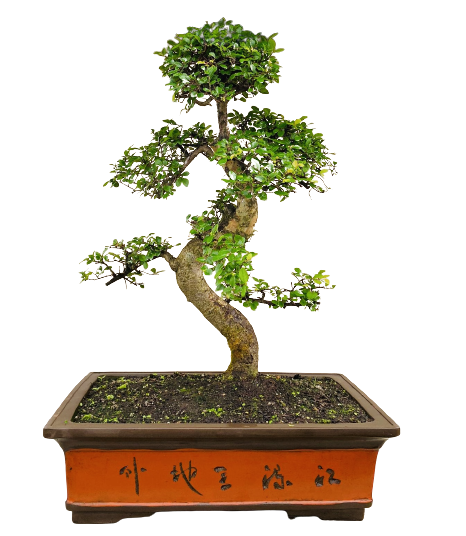 Zelkova Bonsai P60