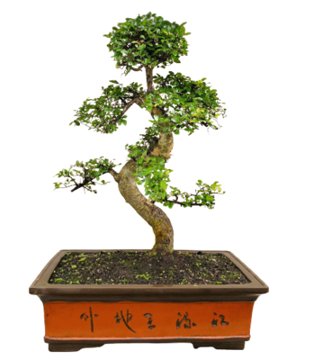 Zelkova Bonsai P60