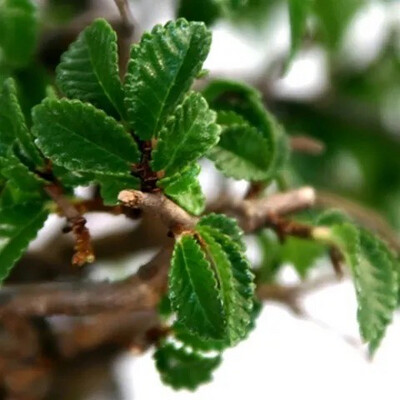 Zelkova Bonsai P60