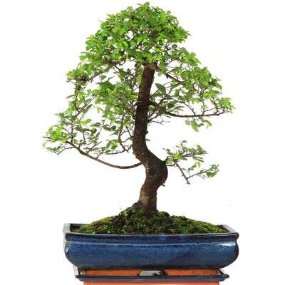 Chinese elm bonsai - Kiniška guoba P30