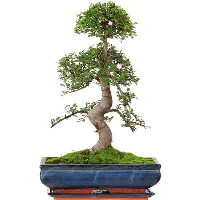 Chinese elm bonsai - Kiniška guoba P30
