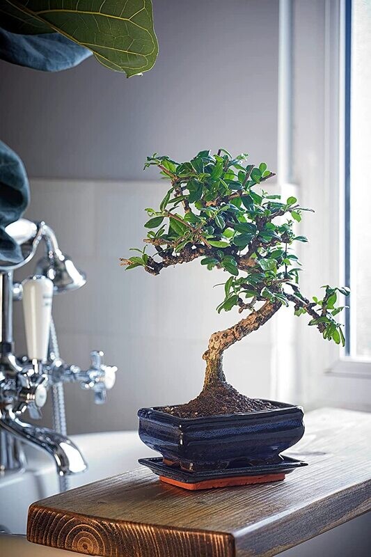 Carmona Bonsai S formos Arbatmedis P15