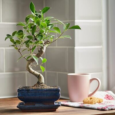 Ficus Bonsai S formos P15