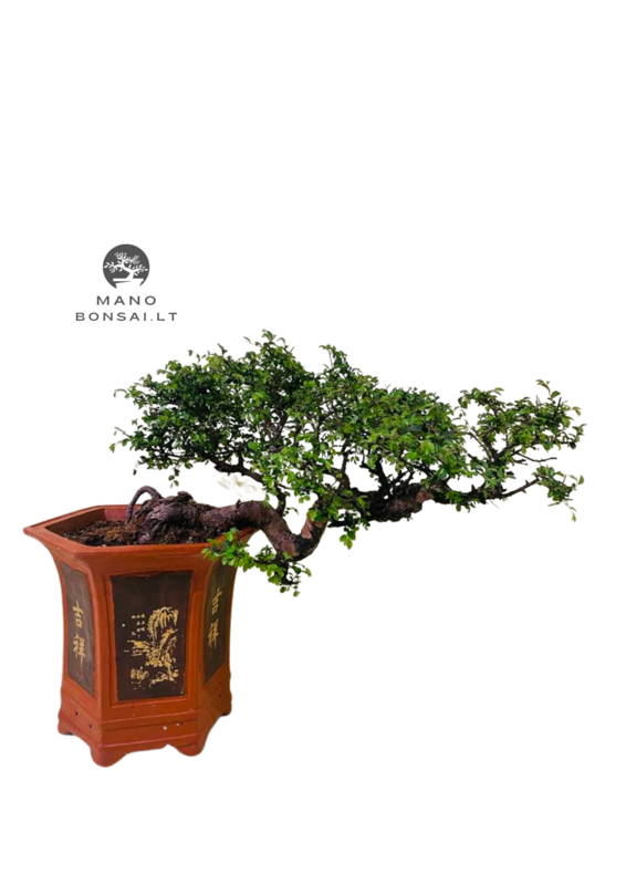 Zelkova Semi Cascade P30