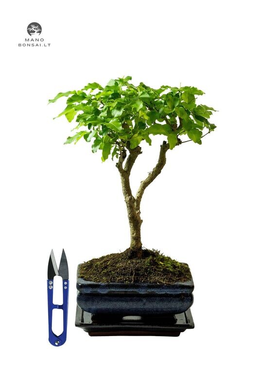 Ligustrum Bonsai P15 + Lapų žirklutės