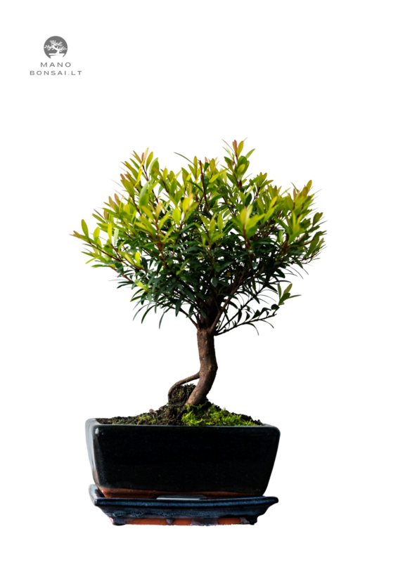 Syzygium Bonsai P15 tiesus medelis