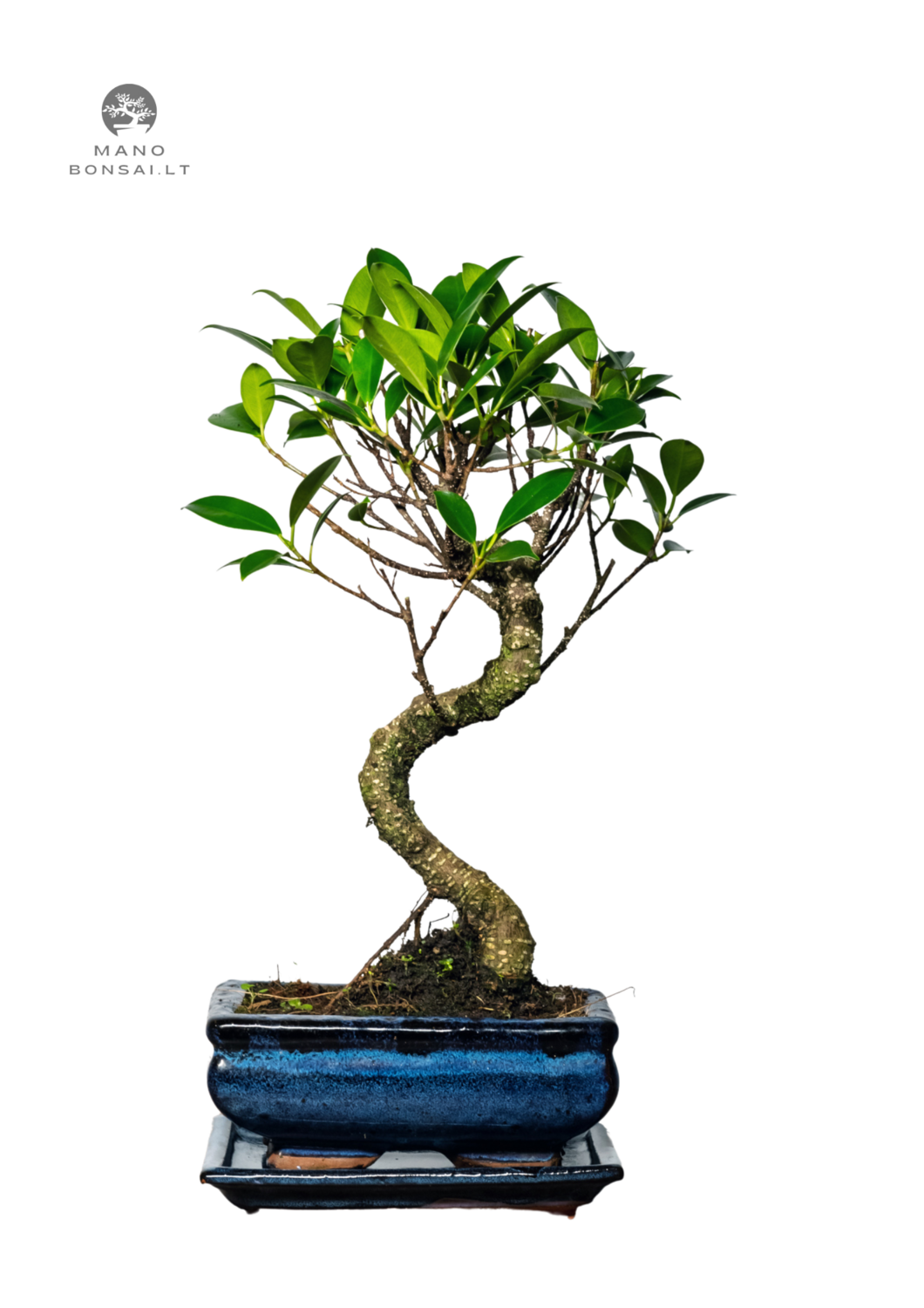 Ficus Bonsai S formos P15