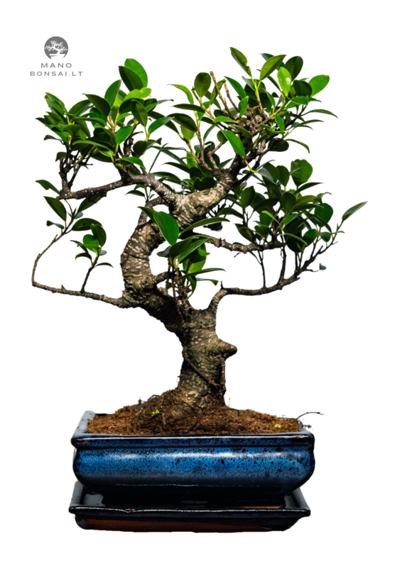 Ficus Bonsai S formos P20 medelis