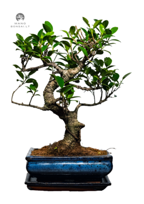 Ficus Bonsai S formos P20 medelis
