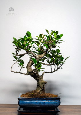 Ficus Bonsai S formos P20 medelis