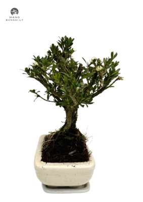 Buxus P12 tiesus bonsai medis