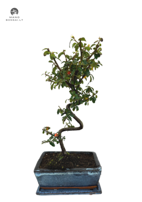 Kaulenis (Cotoneaster) bonsai P15