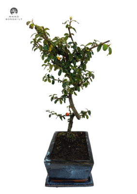Kaulenis (Cotoneaster) bonsai P15