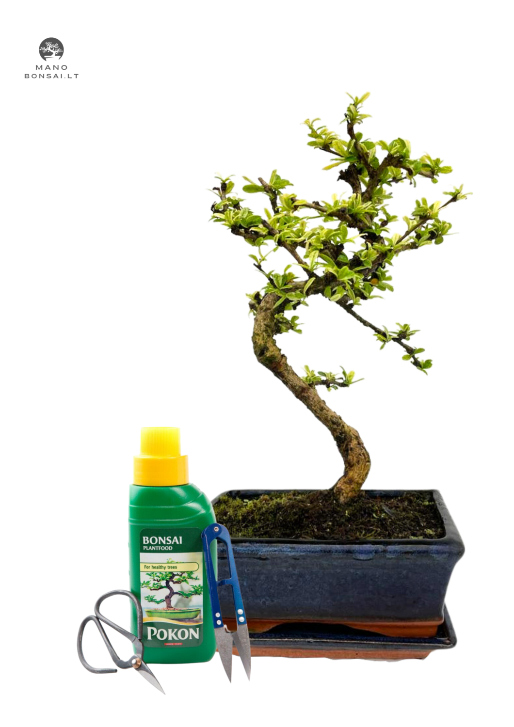 Carmona Bonsai P20 S + Pilnas komplektas