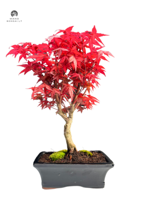 Acer Palmatum Deshojo bonsai klevas P20