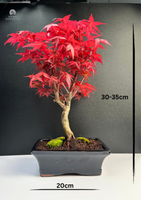 Acer Palmatum Deshojo bonsai klevas P20