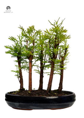 Metasequoia bonsai forest  P25