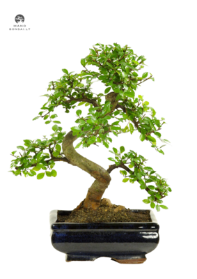 Chinese Elm - Kiniška guoba Bonsai S formos P20