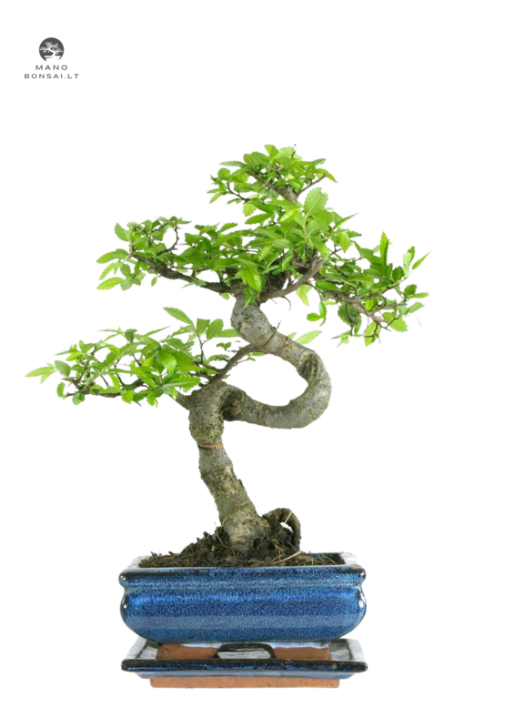 Chinese elm Bonsai - Kiniška guoba S formos P15