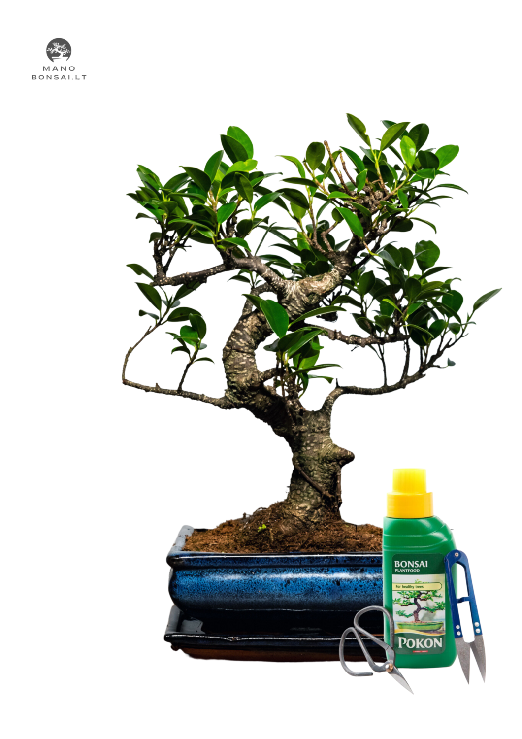 Ficus Bonsai P20 Pilnas medelio komplektas