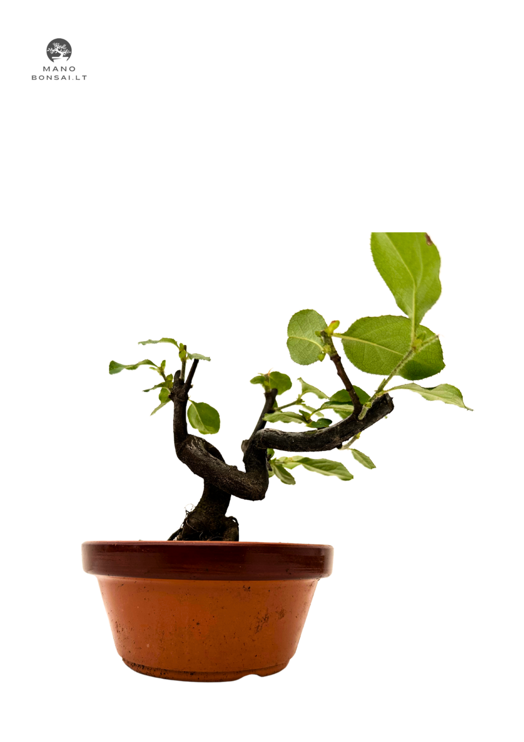 Pseudocydonia bonsai (Kininis svarainis) P16