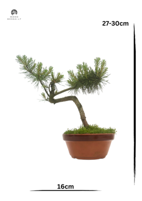 Pinus Sylvestris baltoji pušis bonsai P16