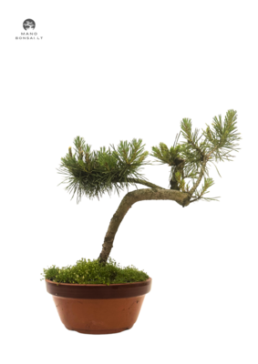 Pinus Sylvestris baltoji pušis bonsai P16
