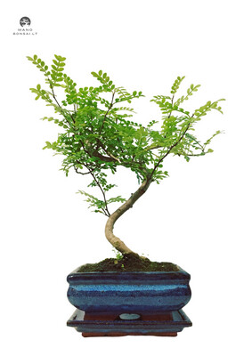Xanthoxylum piperitum (Pipirmedis) bonsai P15 S formos