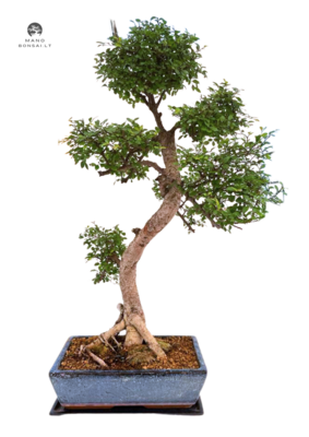 Chinese elm bonsai - Kininė guoba  P30 XL medis