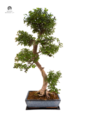Chinese elm bonsai - Kininė guoba  P30 XL medis