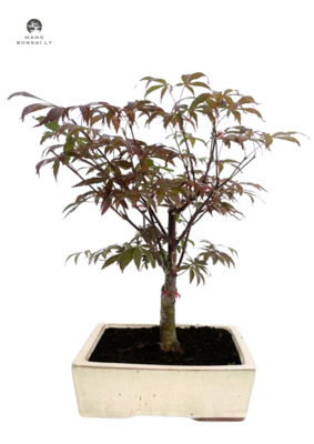 Acer Palmatum Atropurpureum bonsai P20