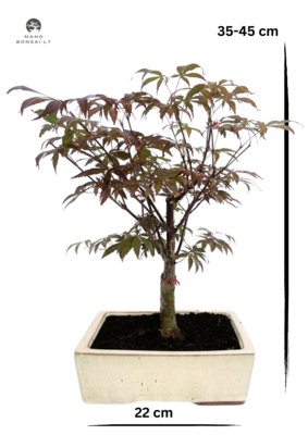 Acer Palmatum Atropurpureum bonsai P20