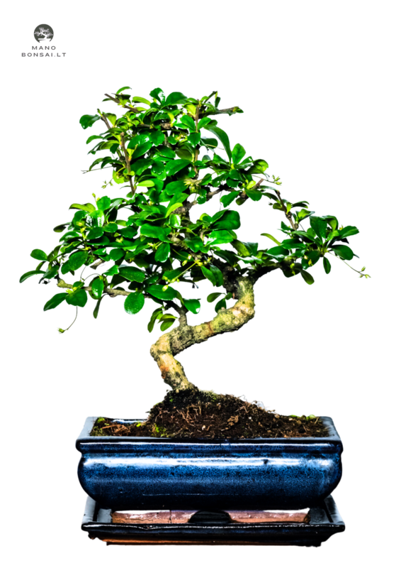Carmona Bonsai S formos Arbatmedis P20
