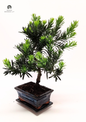 Podocarpus Bonsai P15 layer