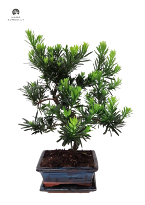 Podocarpus Bonsai P15 layer