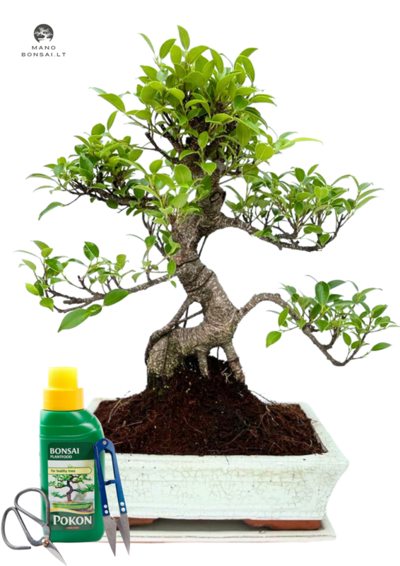 Ficus Bonsai P25 Pilnas medelio komplektas