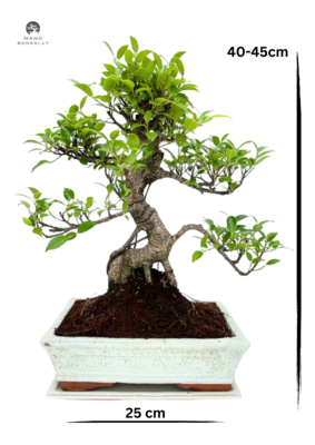 Ficus Bonsai P25 baltas medelis