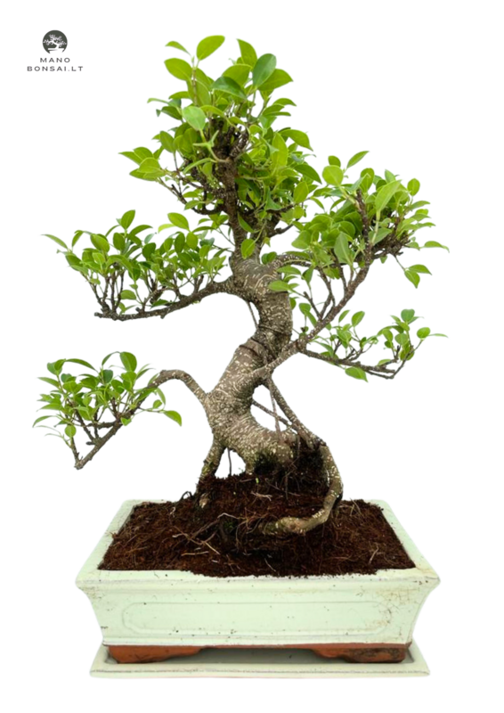 Ficus Bonsai P25 baltas medelis