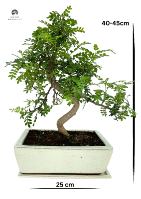 Kininis pipirmedis (Xanthoxylum piperitum) bonsai P25  S formos