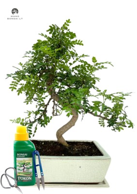 Kininis pipirmedis (Xanthoxylum piperitum) bonsai P25  S formos Pilnas komplektas