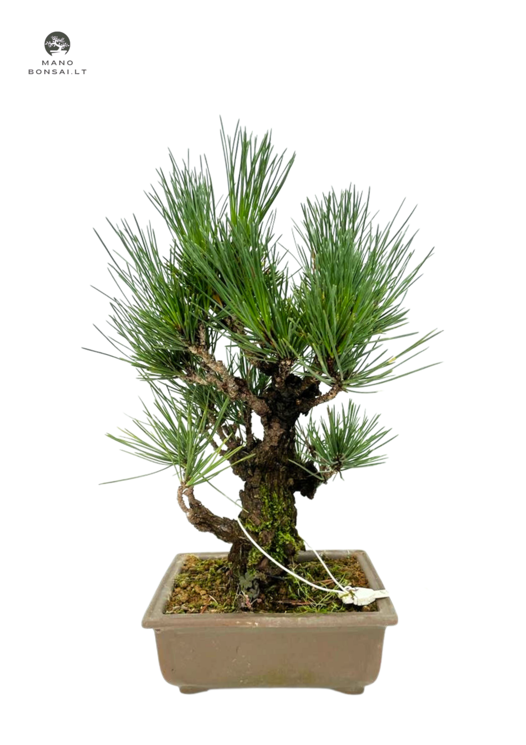 Japoniška juodoji pušis Pinus Thunbergii (Cork Bark Japanese Black Pine